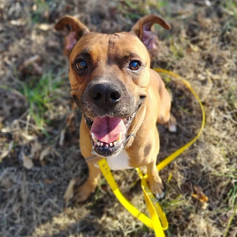 Mr Wiggles thumbnail 2