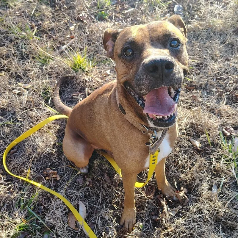 Mr Wiggles thumbnail 4