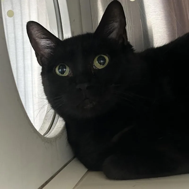 Starfire Houston thumbnail 2