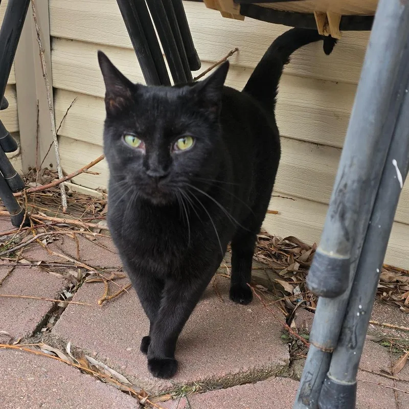 Starfire Houston thumbnail 3