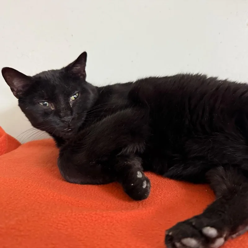 Starfire Houston thumbnail 4