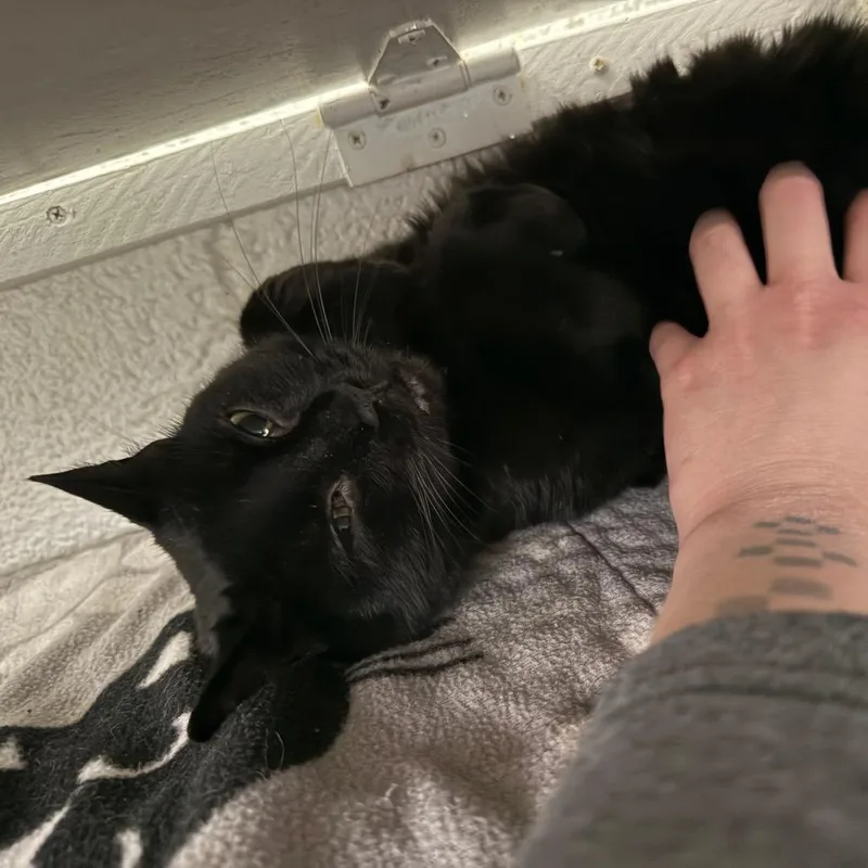 Starfire Houston thumbnail 5