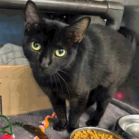 Starfire Houston thumbnail 6