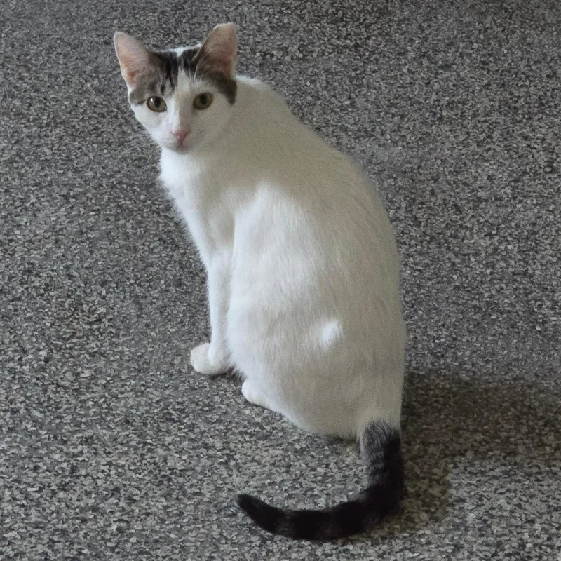 Valentino Houston thumbnail 2