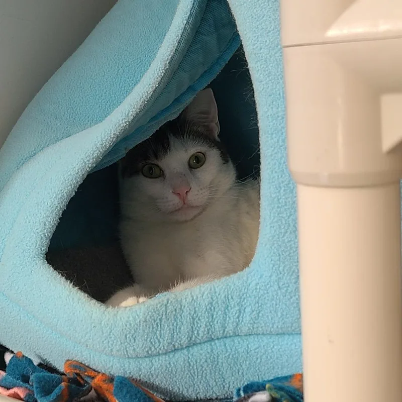 Valentino Houston thumbnail 4