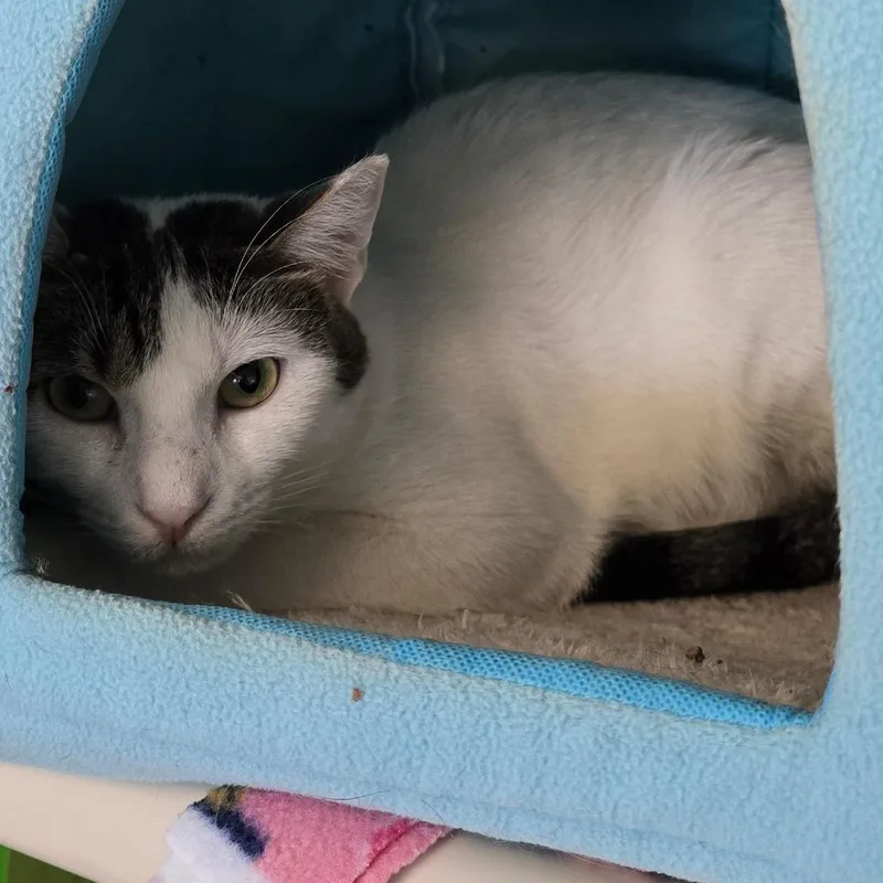 Valentino Houston thumbnail 5