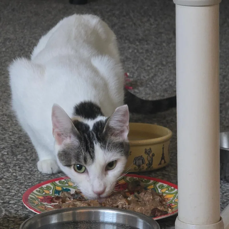 Valentino Houston thumbnail 6