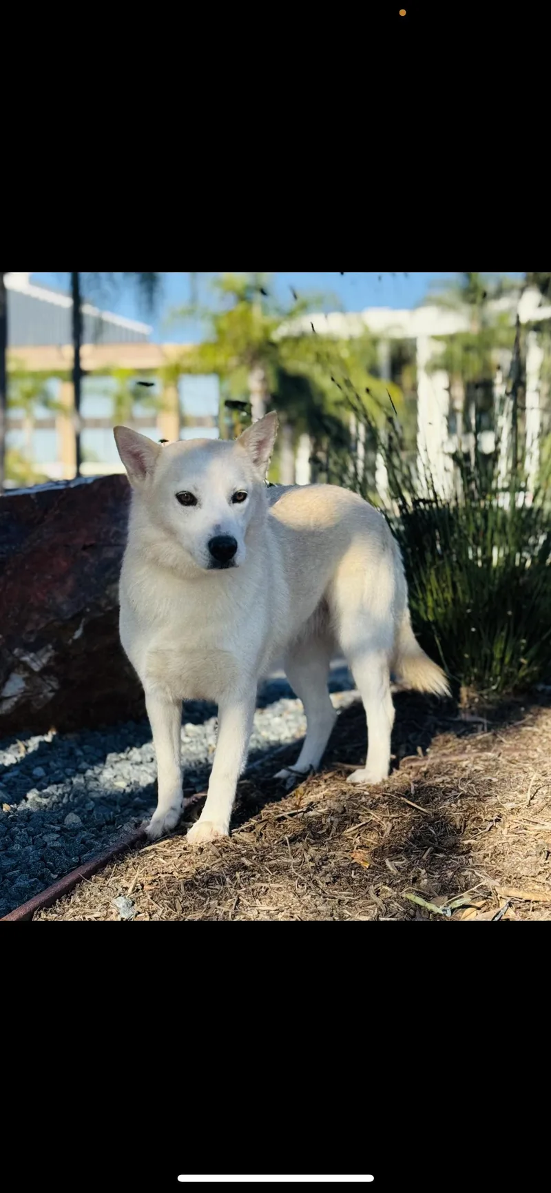A young medium-sized female White / Cream American Eskimo Dog dog named Flora for adoption in Hamden, CT