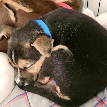 Thryallis thumbnail 2