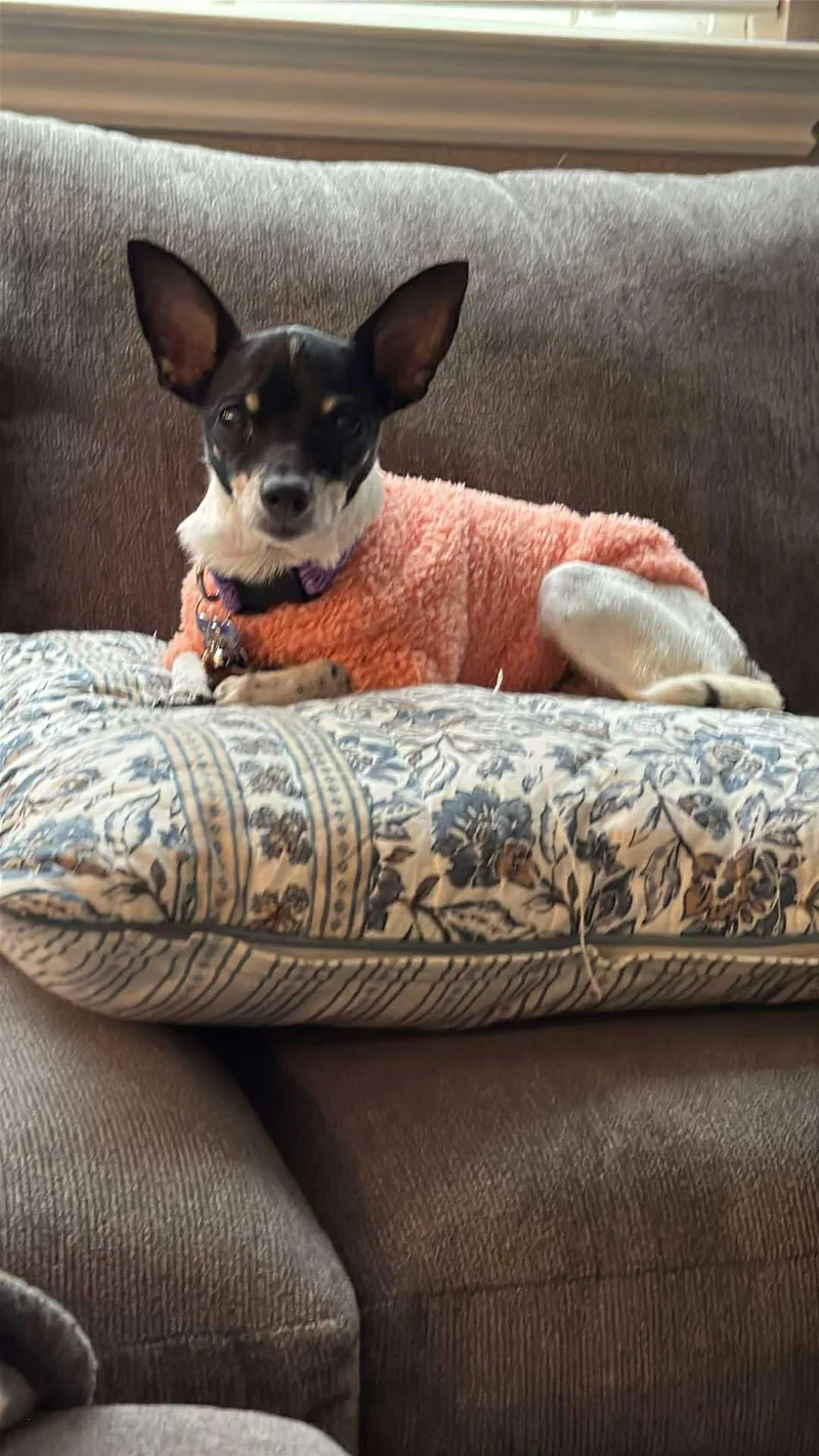 Cranberry! thumbnail 2