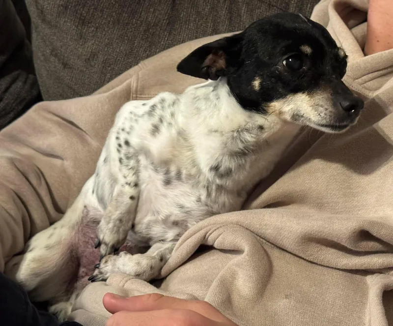 Cranberry! thumbnail 4