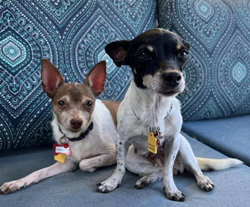 Cranberry! thumbnail 5