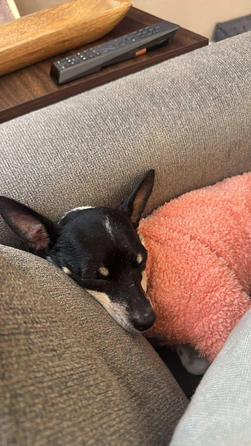 Cranberry! thumbnail 6