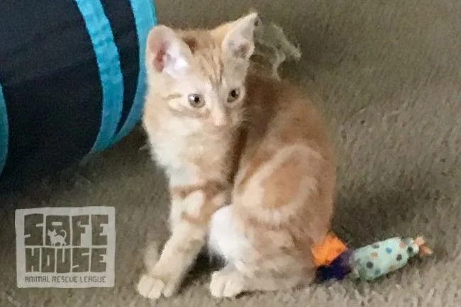 Sunshine thumbnail 3