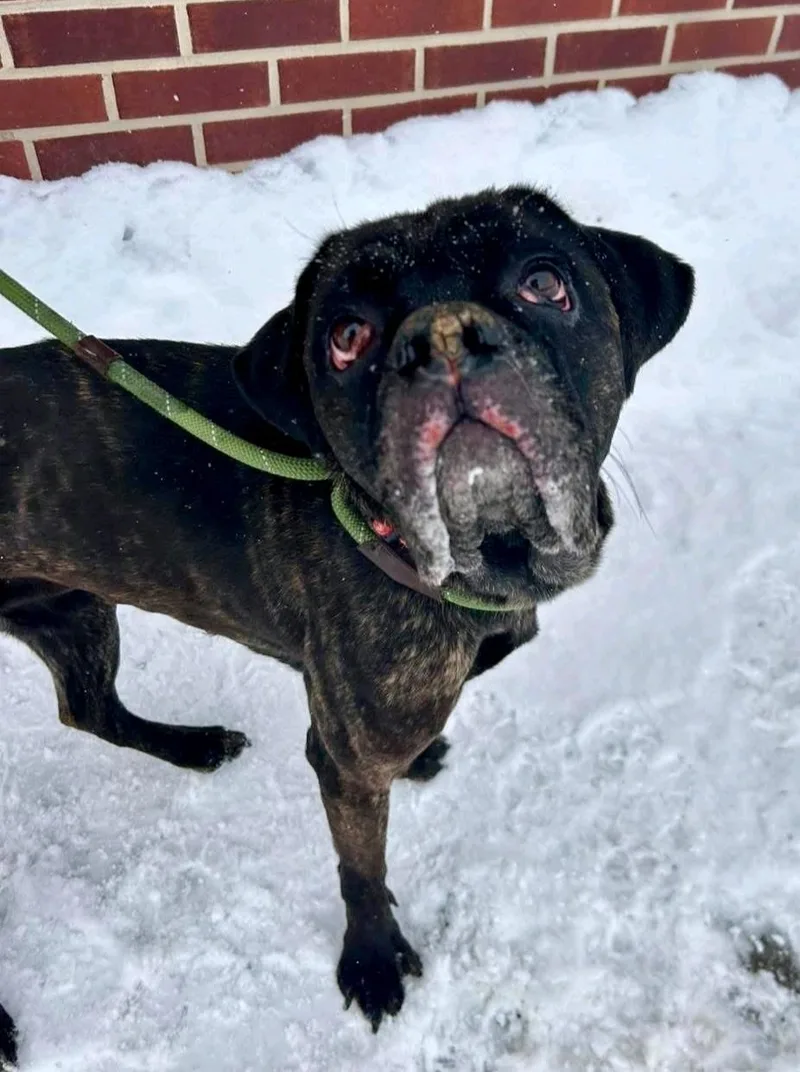 Maeveboxermastiff Mix thumbnail 2