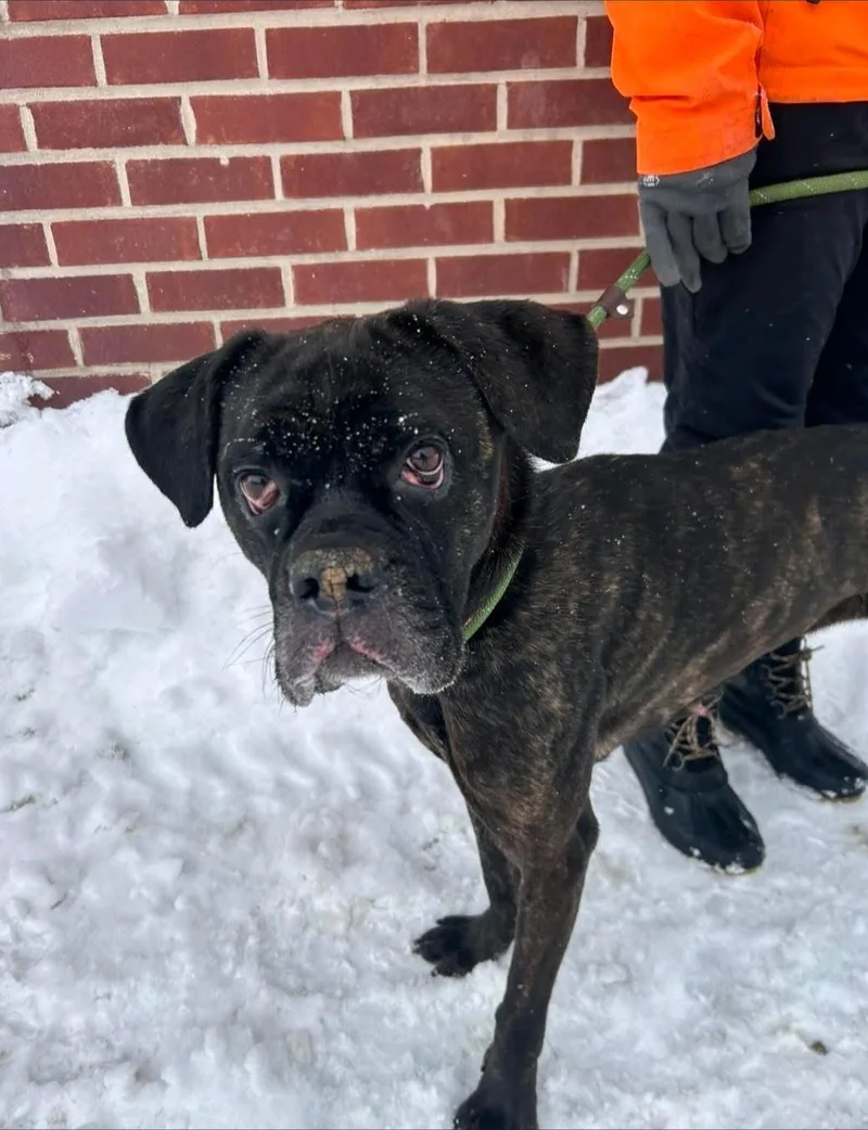 Maeveboxermastiff Mix photo 1