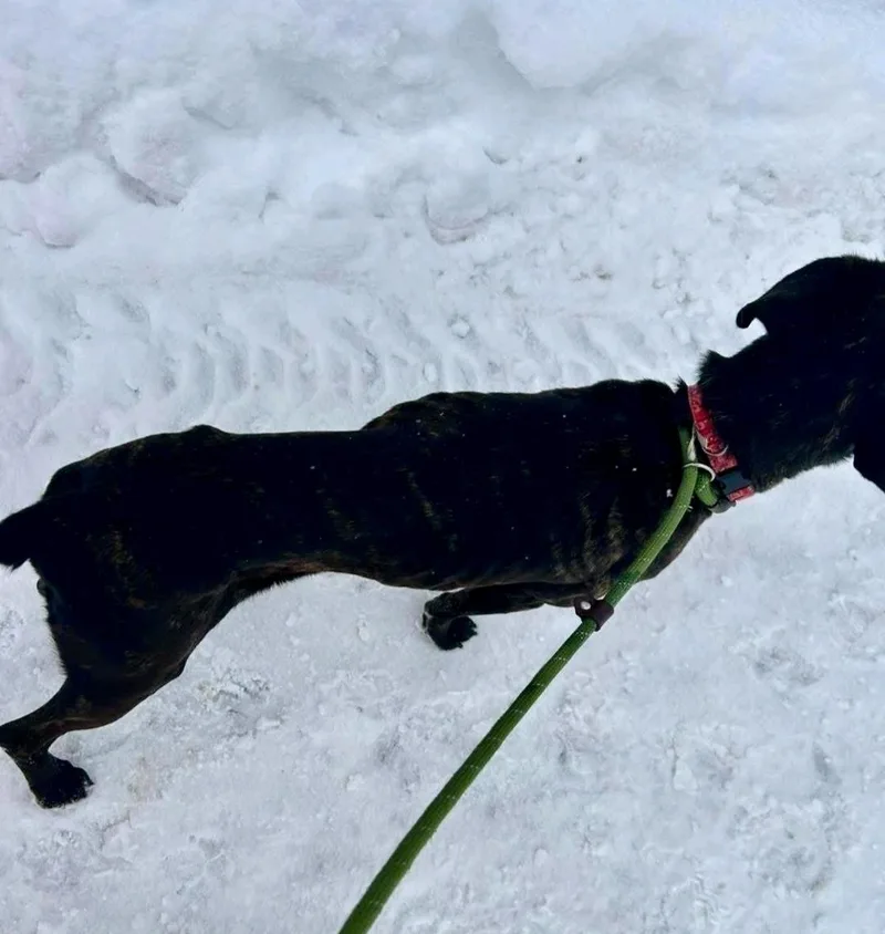 Maeveboxermastiff Mix thumbnail 3