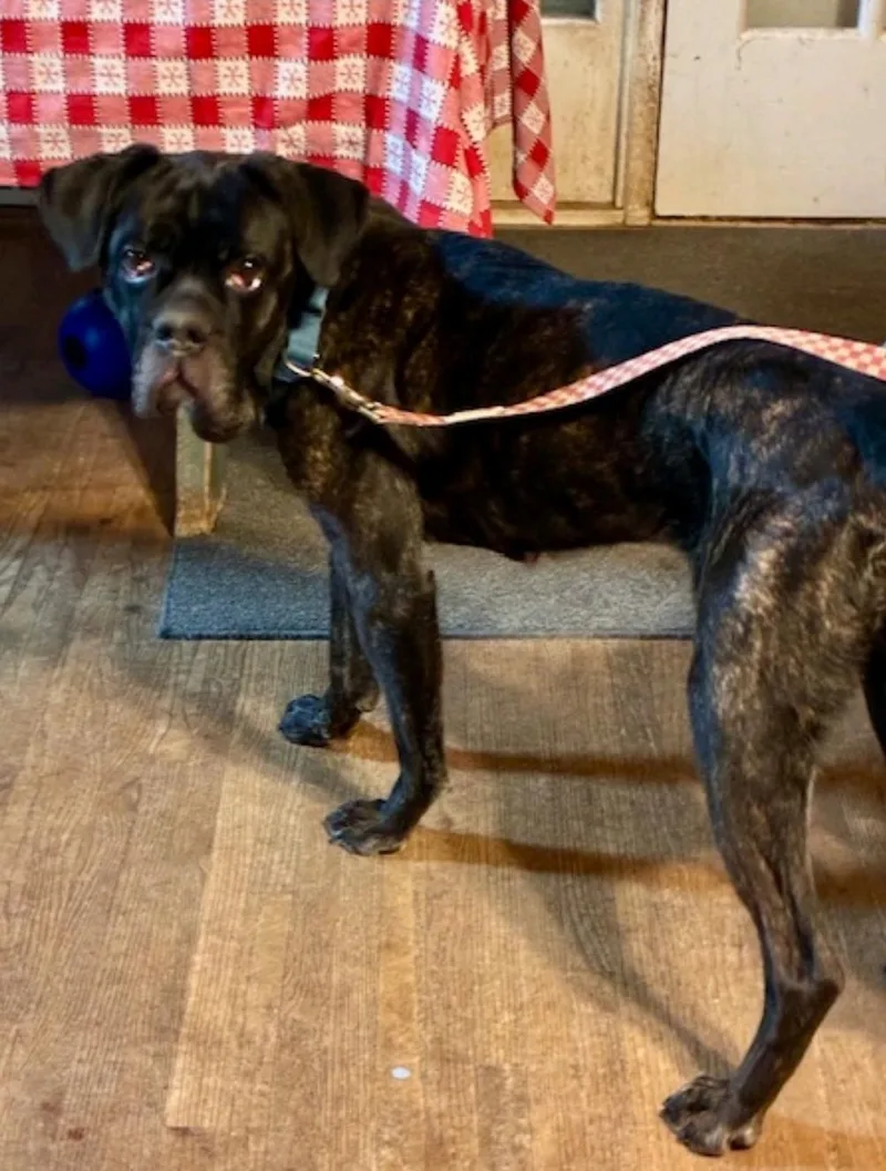 Maeveboxermastiff Mix thumbnail 4