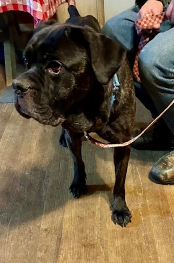 Maeveboxermastiff Mix thumbnail 5