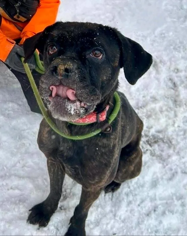 Maeveboxermastiff Mix thumbnail 6