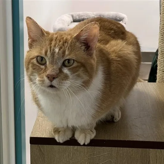 A young medium-sized male Tabby (Orange / Red) Tabby cat named Ollie for adoption in Grand Rapids, MI