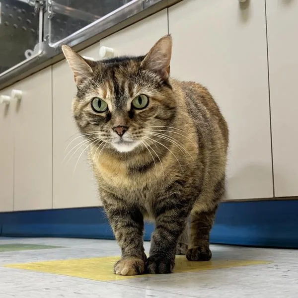 Pocahontas thumbnail 2