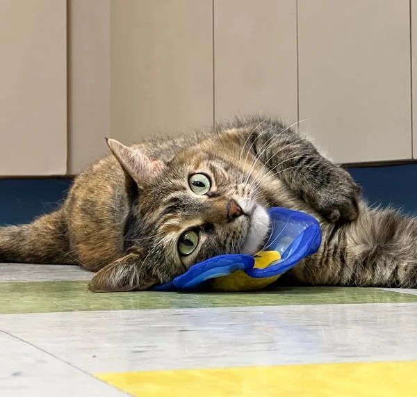 Pocahontas thumbnail 3