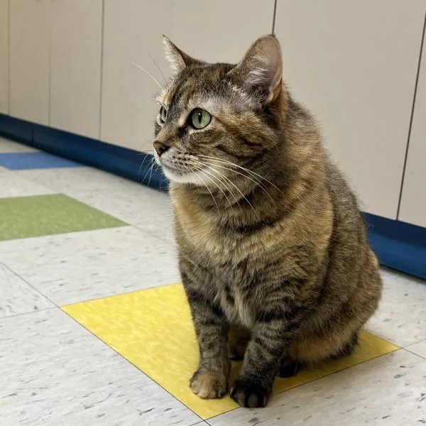 Pocahontas thumbnail 4