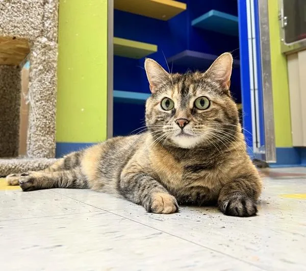 Pocahontas thumbnail 5