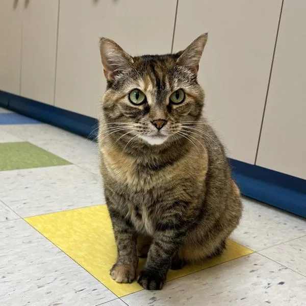 Pocahontas thumbnail 6