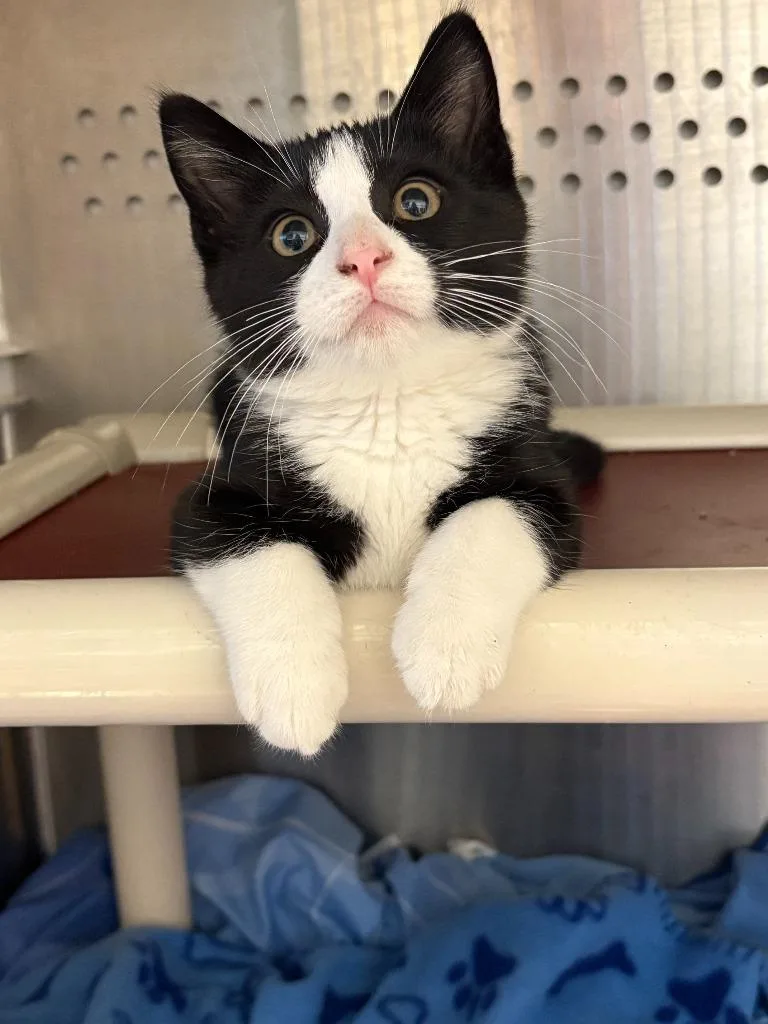 Spiderman thumbnail 2