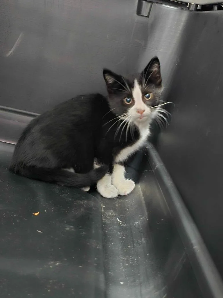 Spiderman thumbnail 4