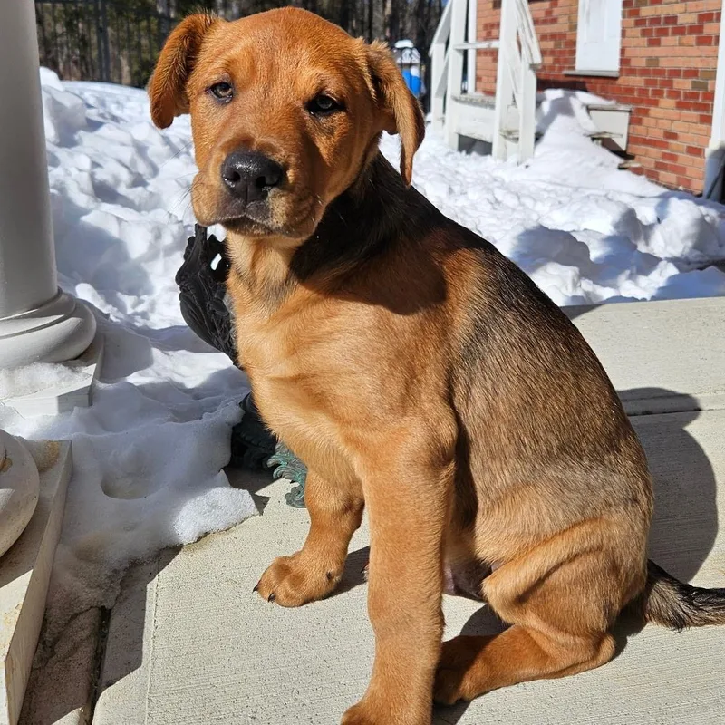 A baby large-sized male Rottweiler dog named Cheerio for adoption in Carmel, NY