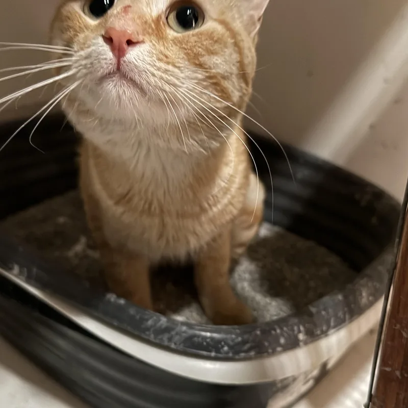 An adult medium-sized male Orange / Red Domestic Short Hair cat named Pretty Boy for adoption in Marana, AZ