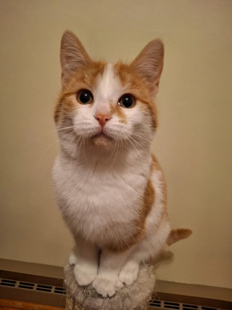 Snickerpuff And Snugglefloof thumbnail 2