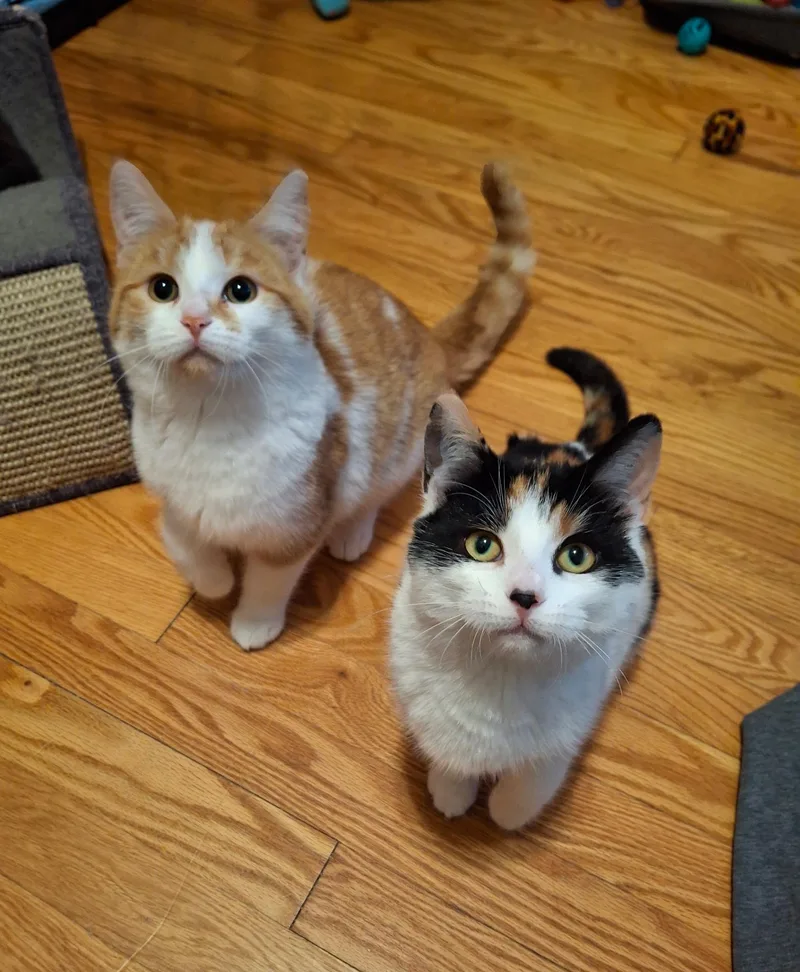 Snickerpuff And Snugglefloof thumbnail 3