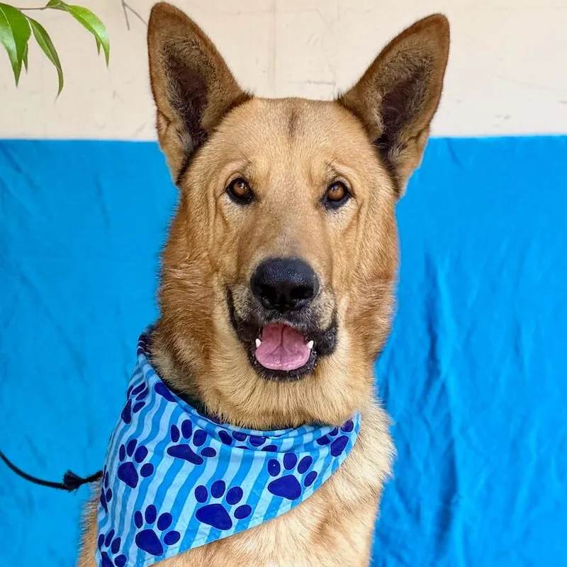 An adult large-sized male Golden German Shepherd Dog dog named Clyde for adoption in Rowland Heights, CA