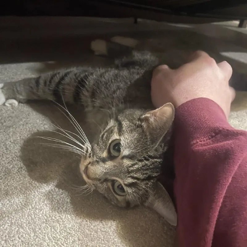 Rue Safein thumbnail 2