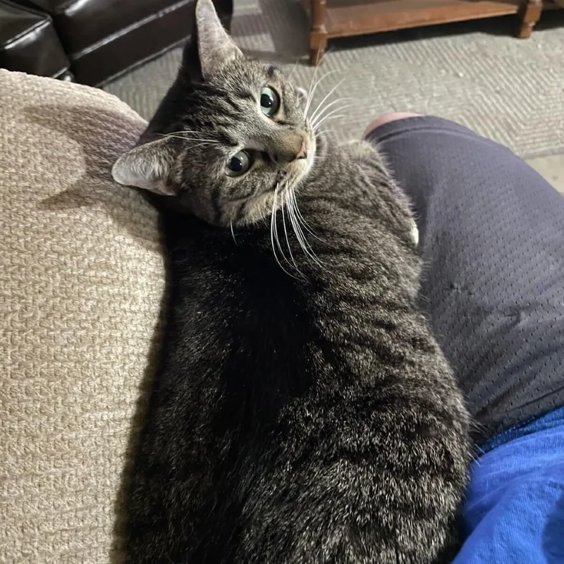 Rue Safein thumbnail 3