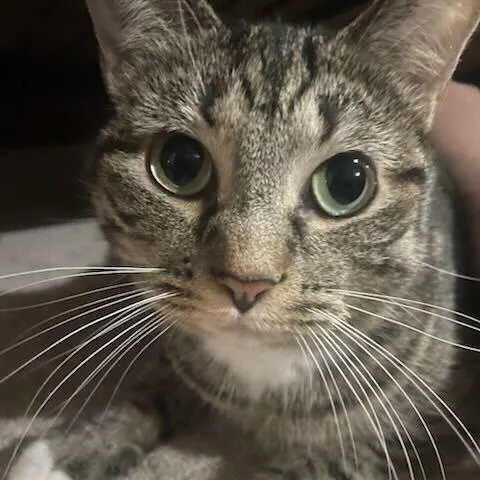 Rue Safein thumbnail 4