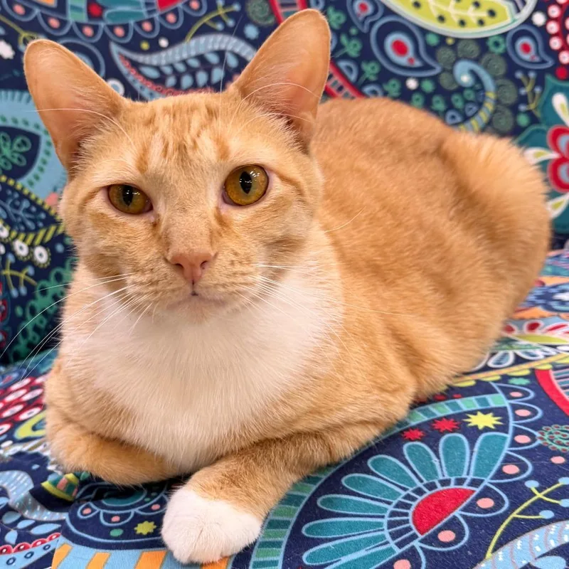 Benjamin thumbnail 2