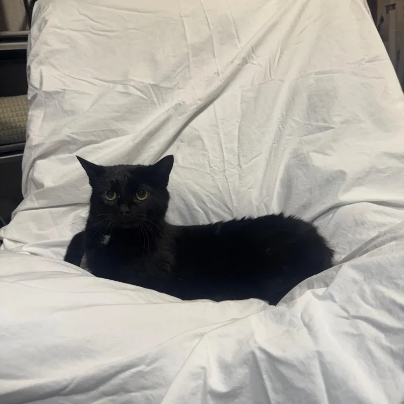 An adult medium-sized female Black Domestic Short Hair cat named Anna for adoption in Oakton, VA