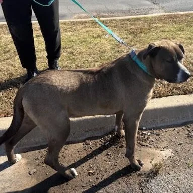 An adult extra large-sized male Great Dane dog named Huxley for adoption in Yukon, OK