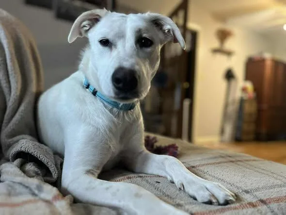 A young medium-sized female White / Cream Shepherd dog named Madeline for adoption in Lenexa, KS
