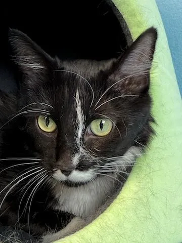 Harriet Potter thumbnail 2