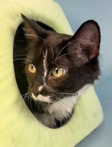 Harriet Potter thumbnail 3