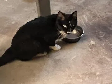 Harriet Potter thumbnail 4