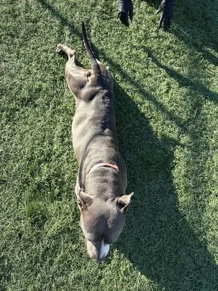 Sapphire thumbnail 2