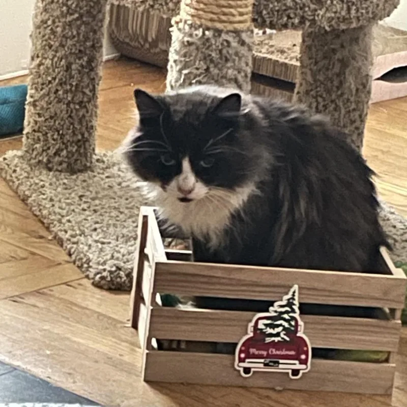 Marshall thumbnail 3