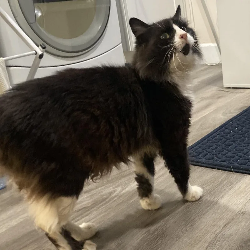 Marshall thumbnail 4